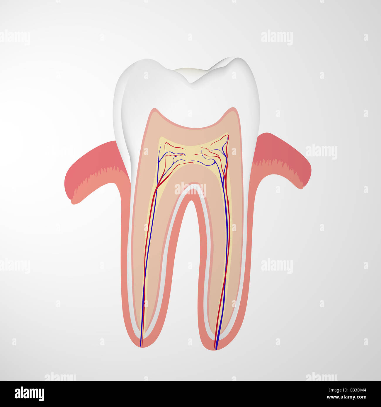 Structure human teeth illustration hi-res stock photography and images ...