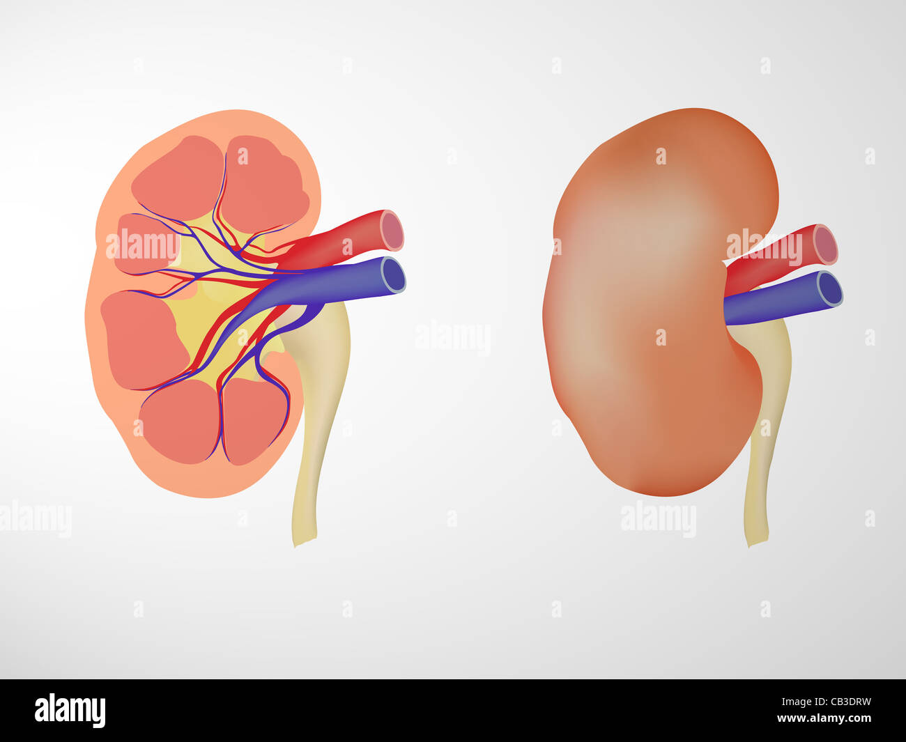 Human kidneys Stock Photo