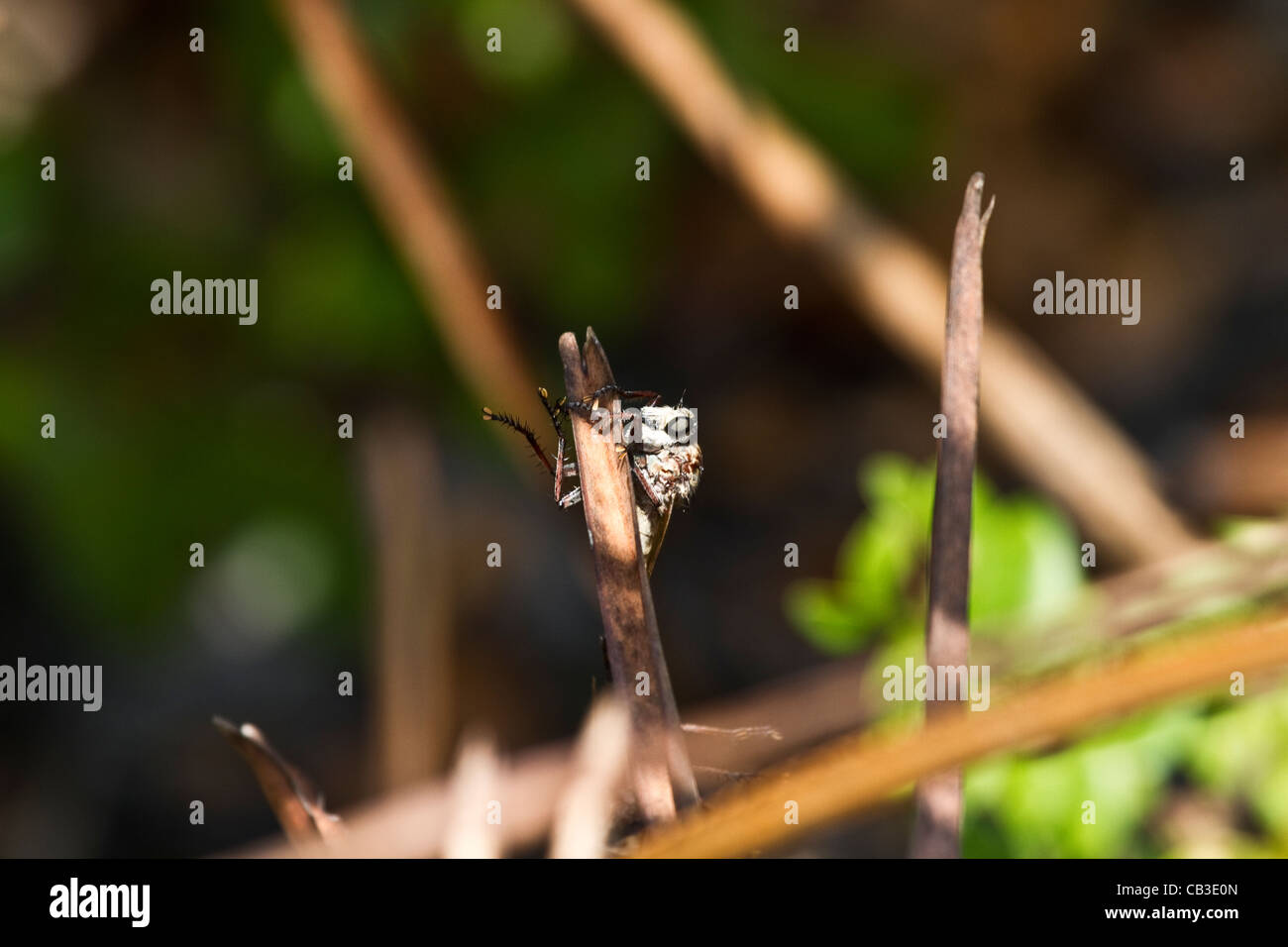 Bug catching hi-res stock photography and images - Alamy