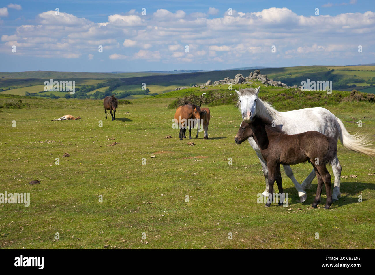 Wild Dartmoor ponies and foals near Hound Tor, summer sunshine, Devon, South West England, UK, United Kingdom, GB, Stock Photo