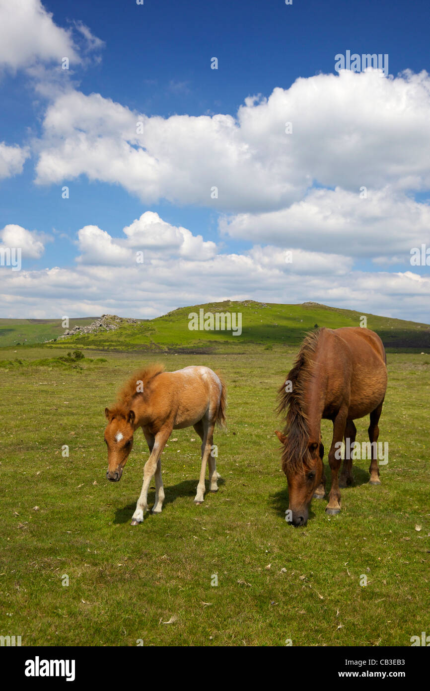 Wild Dartmoor pony and foal near Hound Tor, summer sunshine, Devon, South West England, UK, United Kingdom, GB, Stock Photo