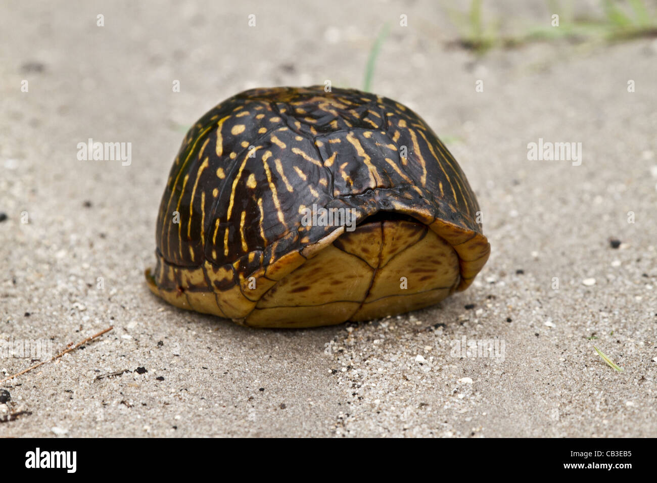 Florida box turtle Terrapene carolina bauri Stock Photo - Alamy