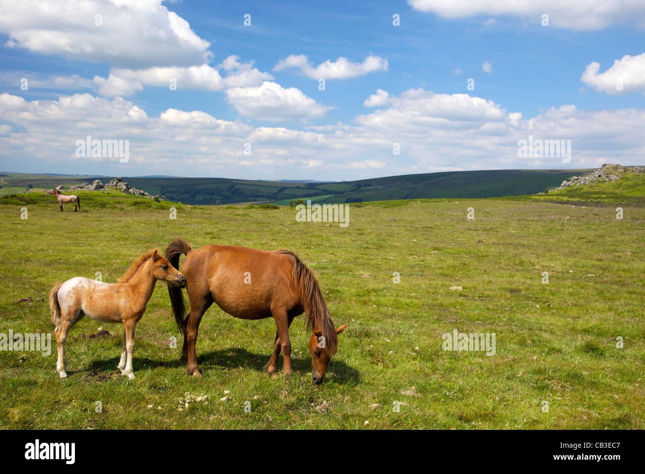 Dartmoor pony england uk hires stock photography and images Alamy