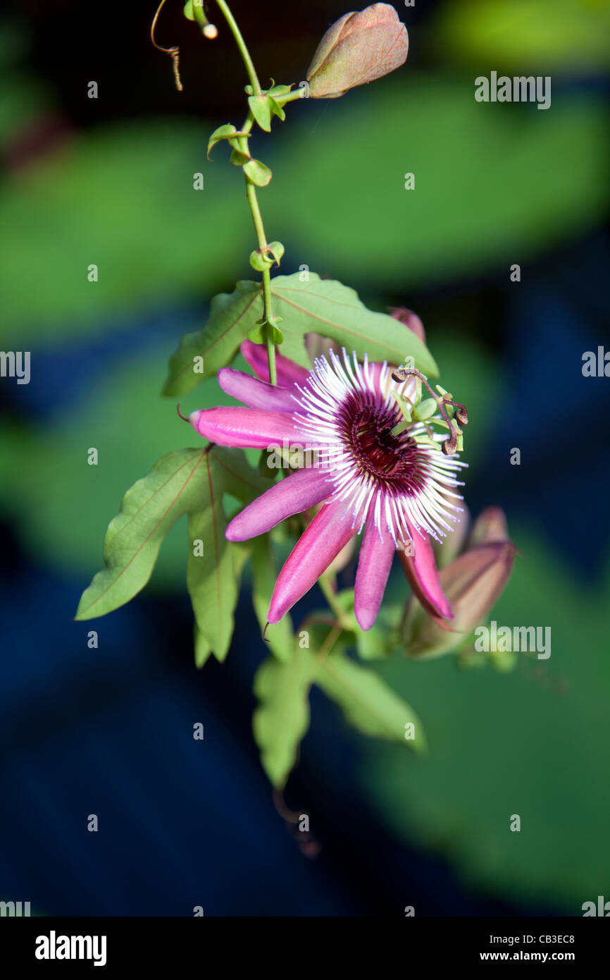 Passiflora flower at Waterlily House in Kew Gardens - London Stock Photo