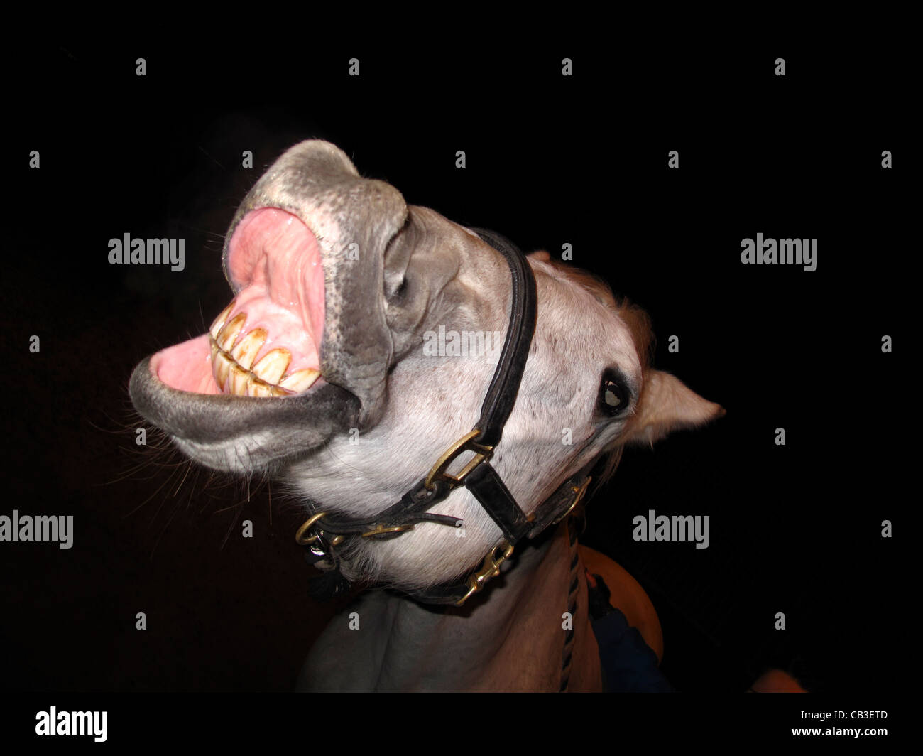 Horse making funny laughing face Stock Photo
