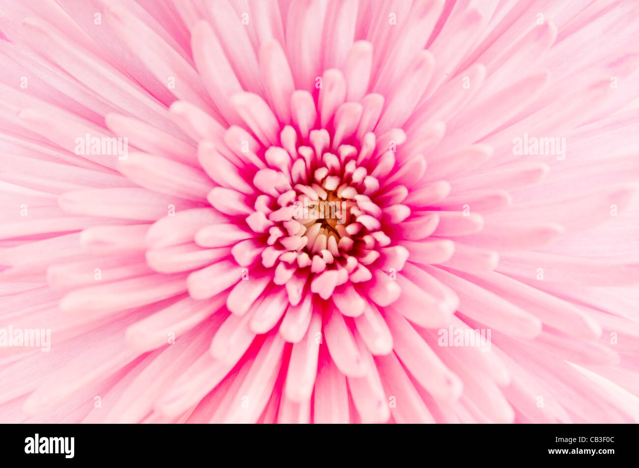 Macro photo of pink Chrysanthemum flower Stock Photo - Alamy