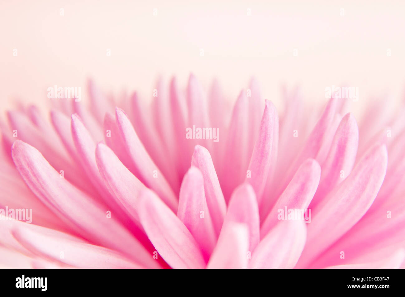 Macro photo of pink Chrysanthemum flower Stock Photo - Alamy