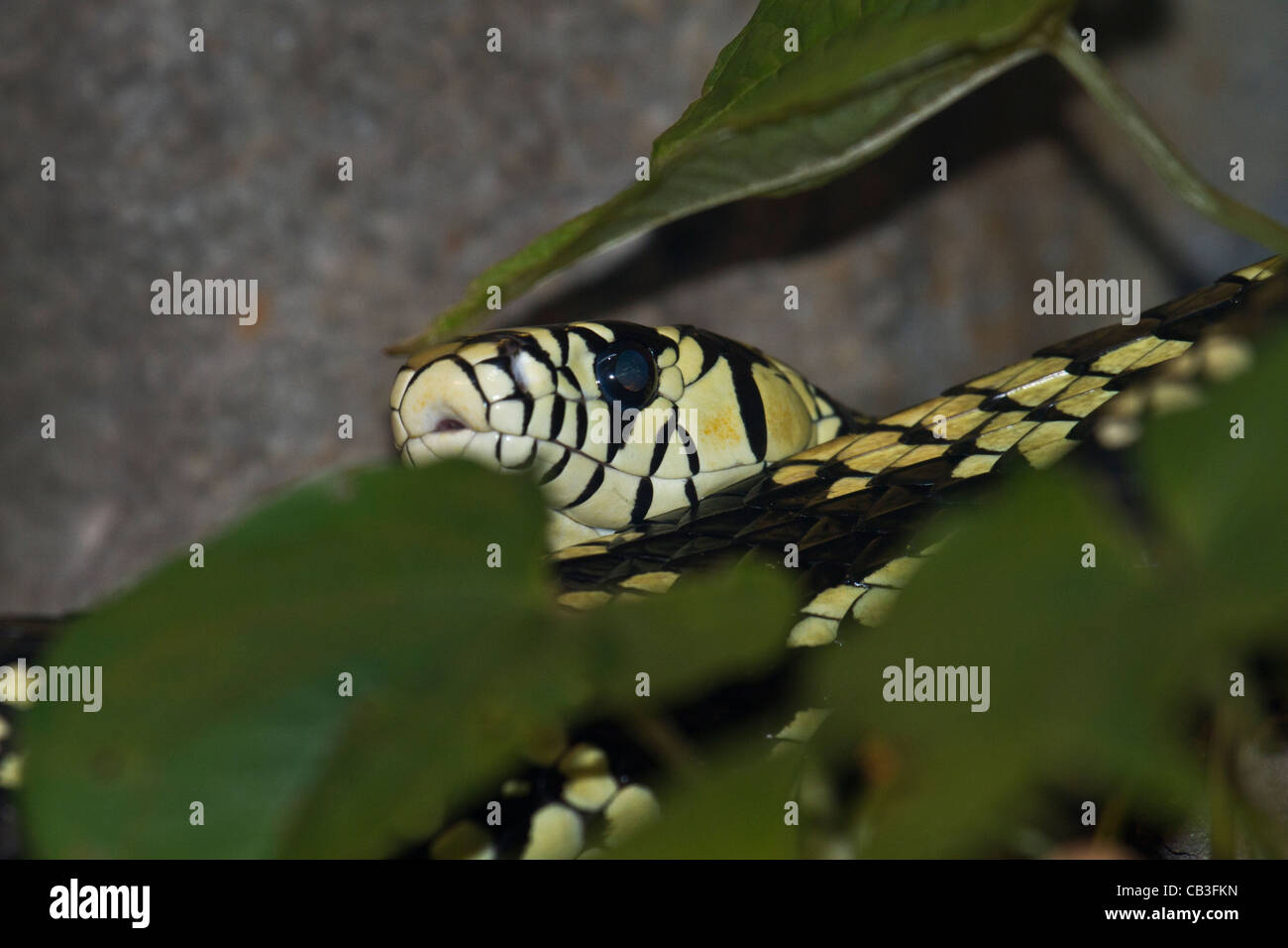 Yellow Black King Snake Stock Photo