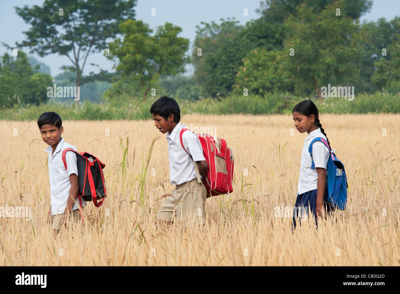 Indian children walking to school through ripe rice paddy field. Andhra Pradesh, India Stock Photo