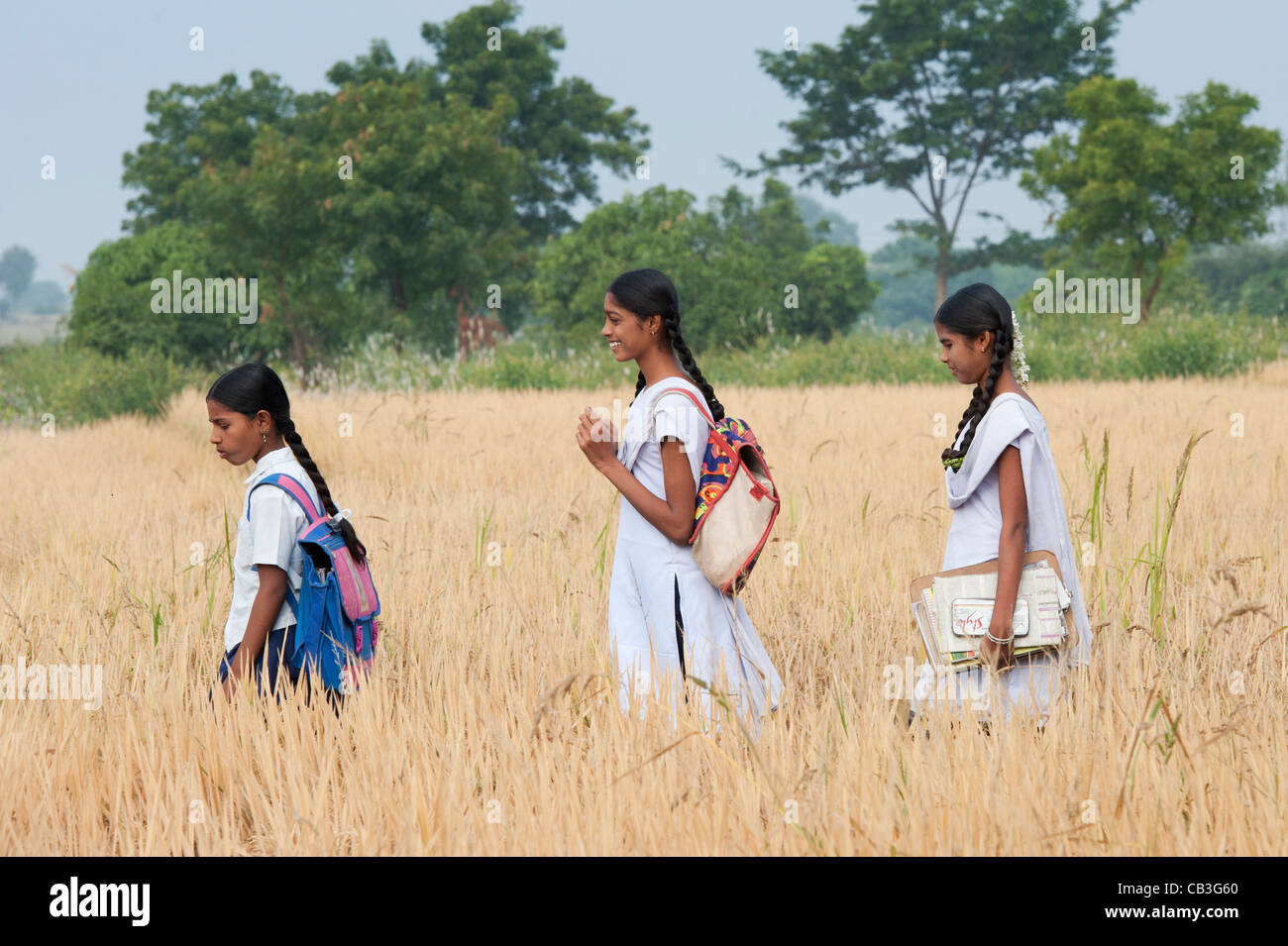 Indian girls walking to school through ripe rice paddy field. Andhra Pradesh, India Stock Photo