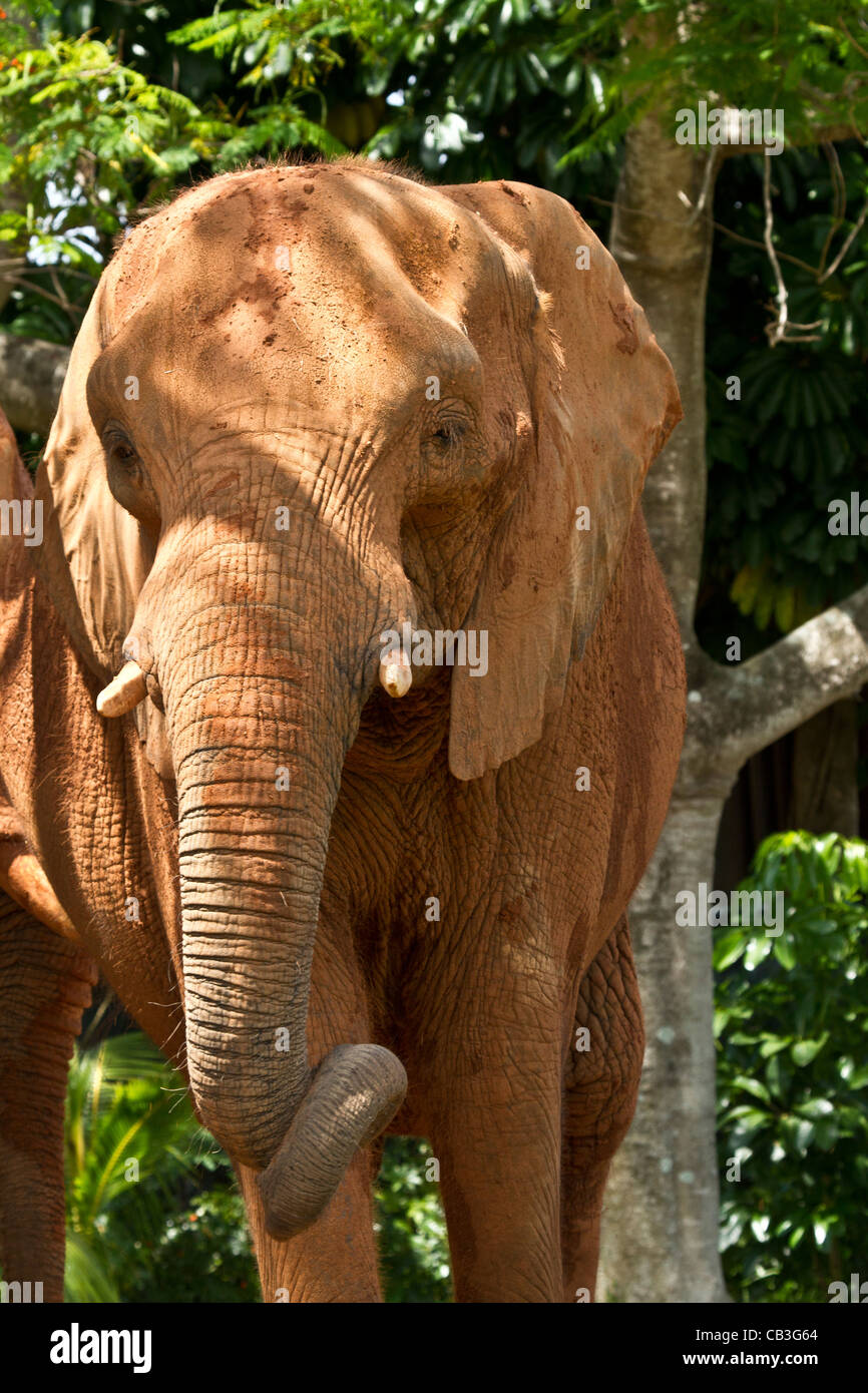 peeing africa African Elephant Peeing Stock Photo - Alamy