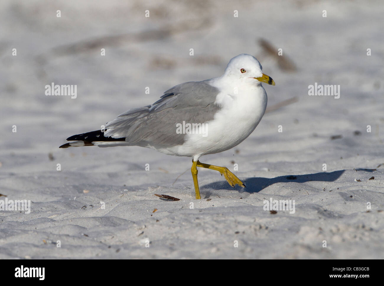 Ring billed Gull (Larus delawarensis) Stock Photo