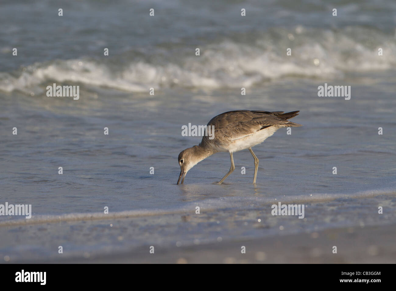 Willet (catoptrophorus semipalmatus) feeding Stock Photo