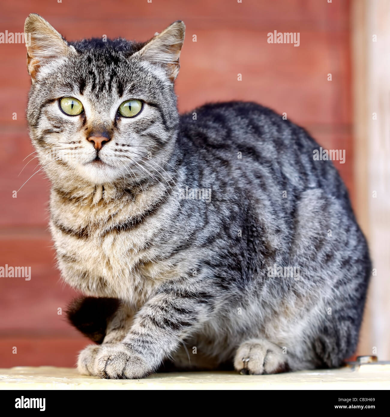 Tiger cat hi-res stock photography and images - Alamy