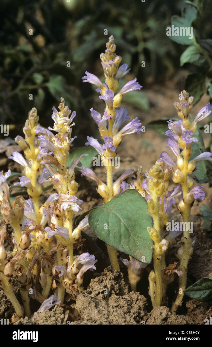 Branched broomrape (Orobanche ramosa) flower on tomato crop Stock Photo