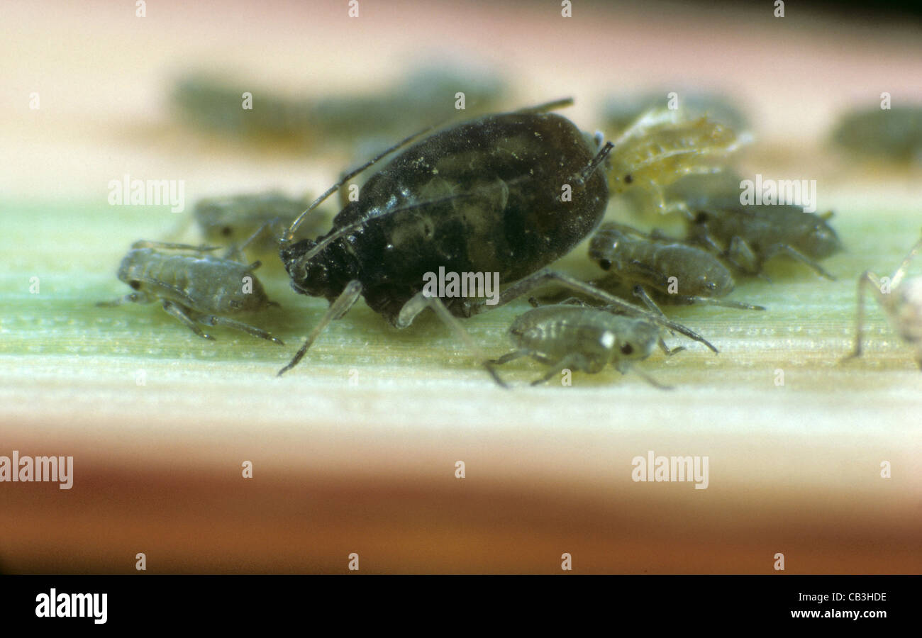 Bird cherry aphid (Rhopalosiphum padi) live bearing female, cast skins ...