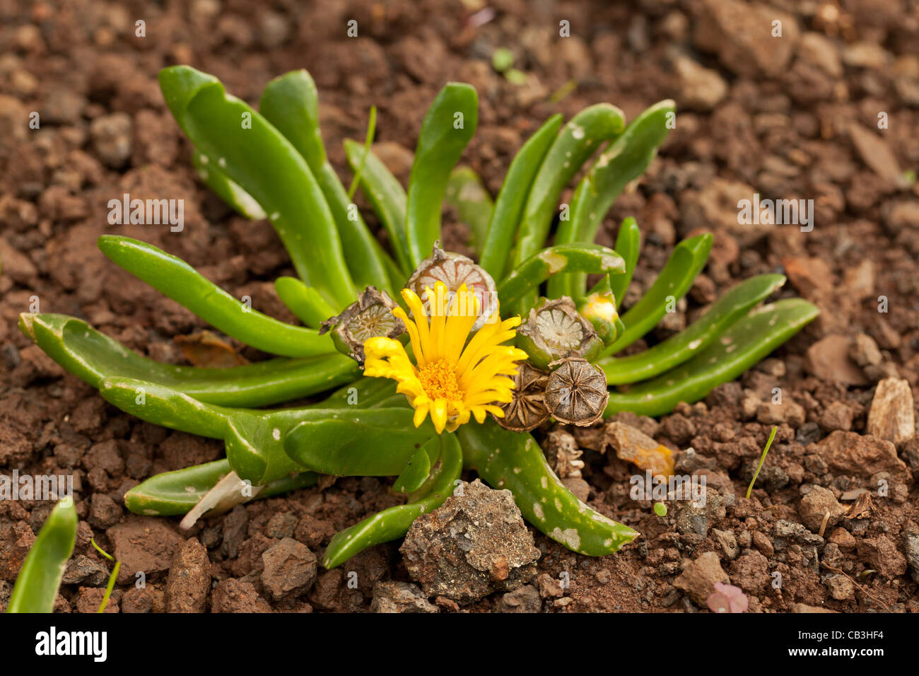 Blooming Glottiphyllum Semicylindricum Stock Photo