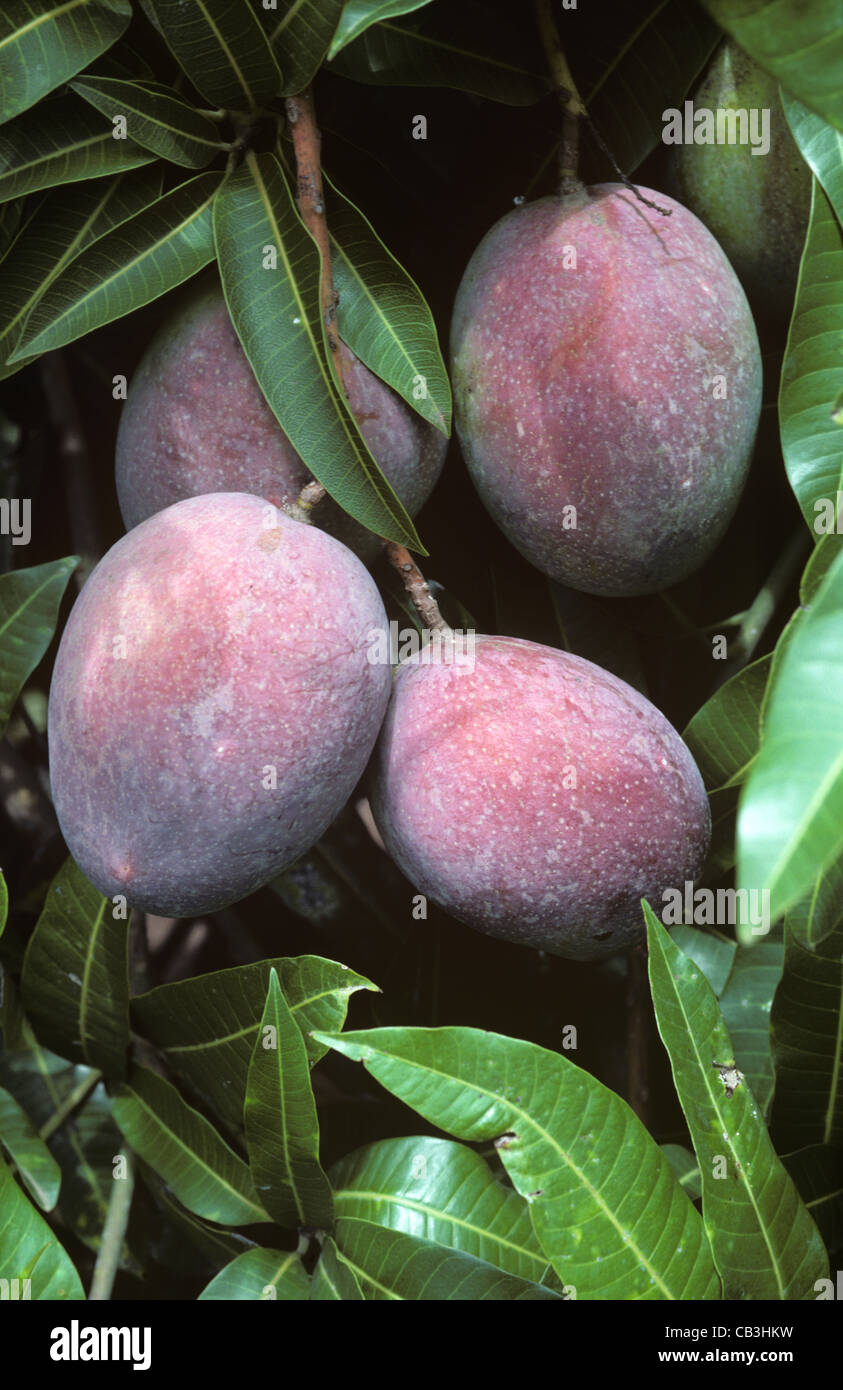 Mango fruit on the tree, variety Sensation, Transvaal, South Africa
