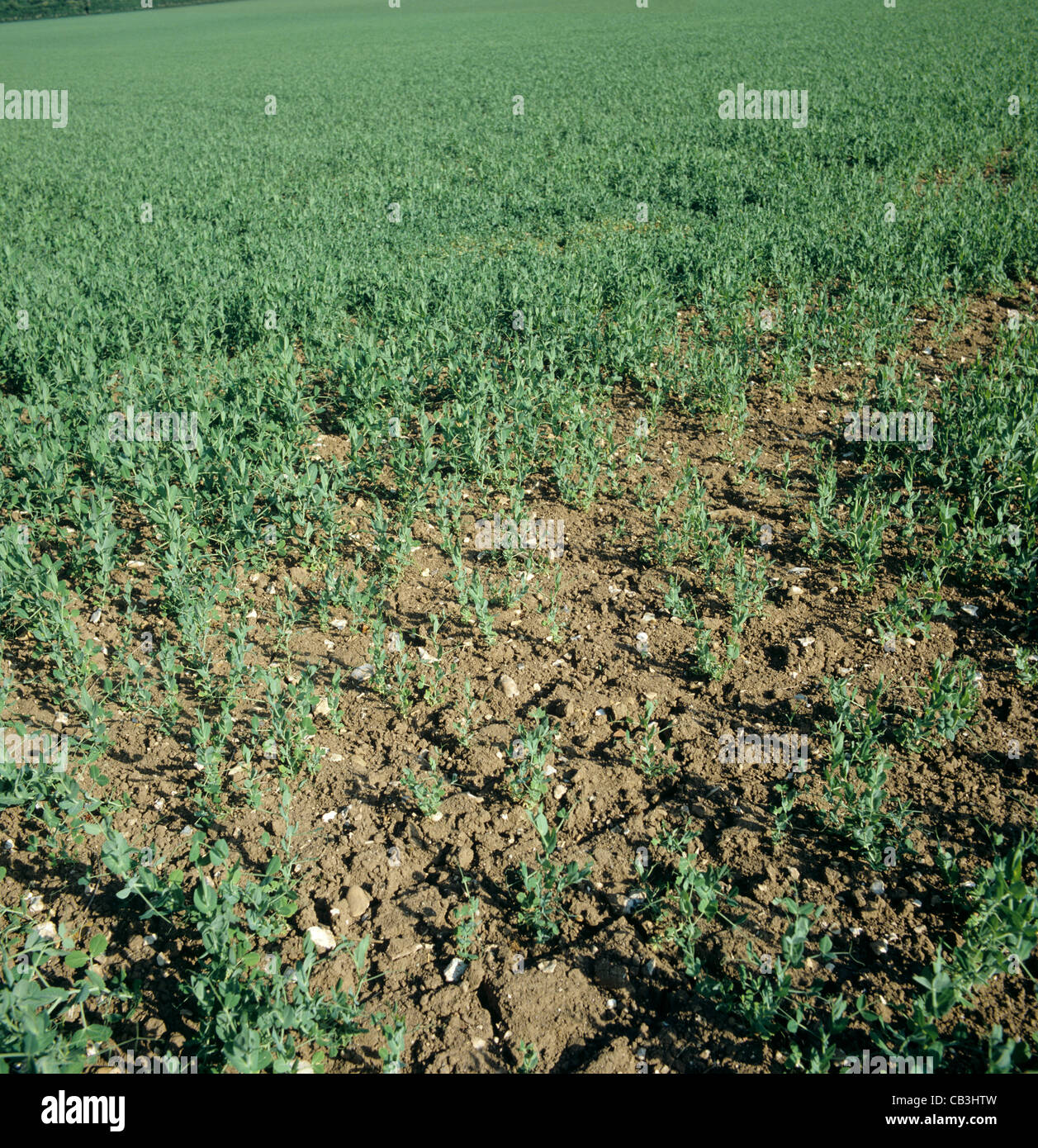 Poor stand of peas caused by poor germination and lack of seed vigour Stock Photo