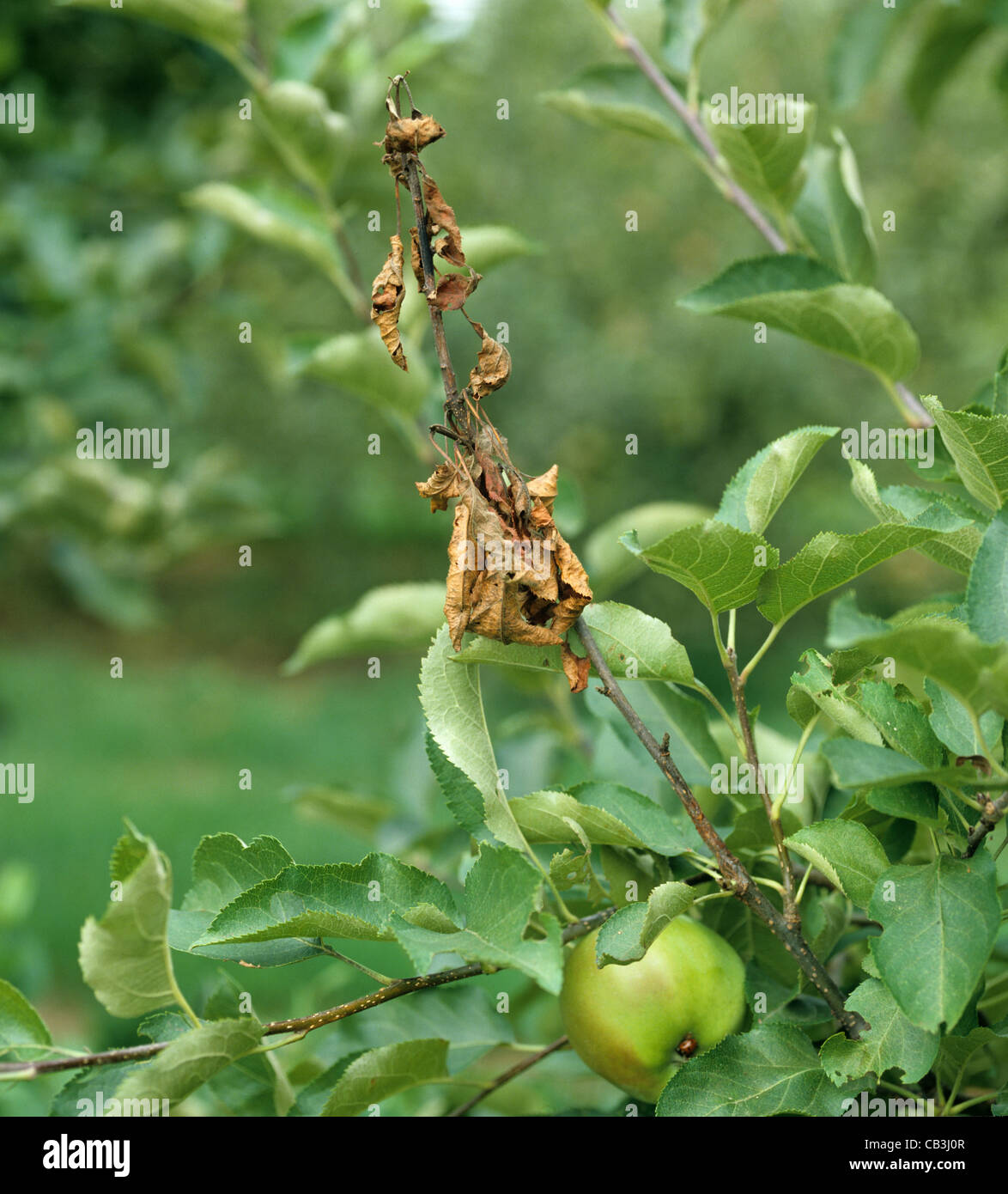 Apple canker Neonectria ditissima dead shoot on Apple tree (Malus communis) in fruit Stock Photo