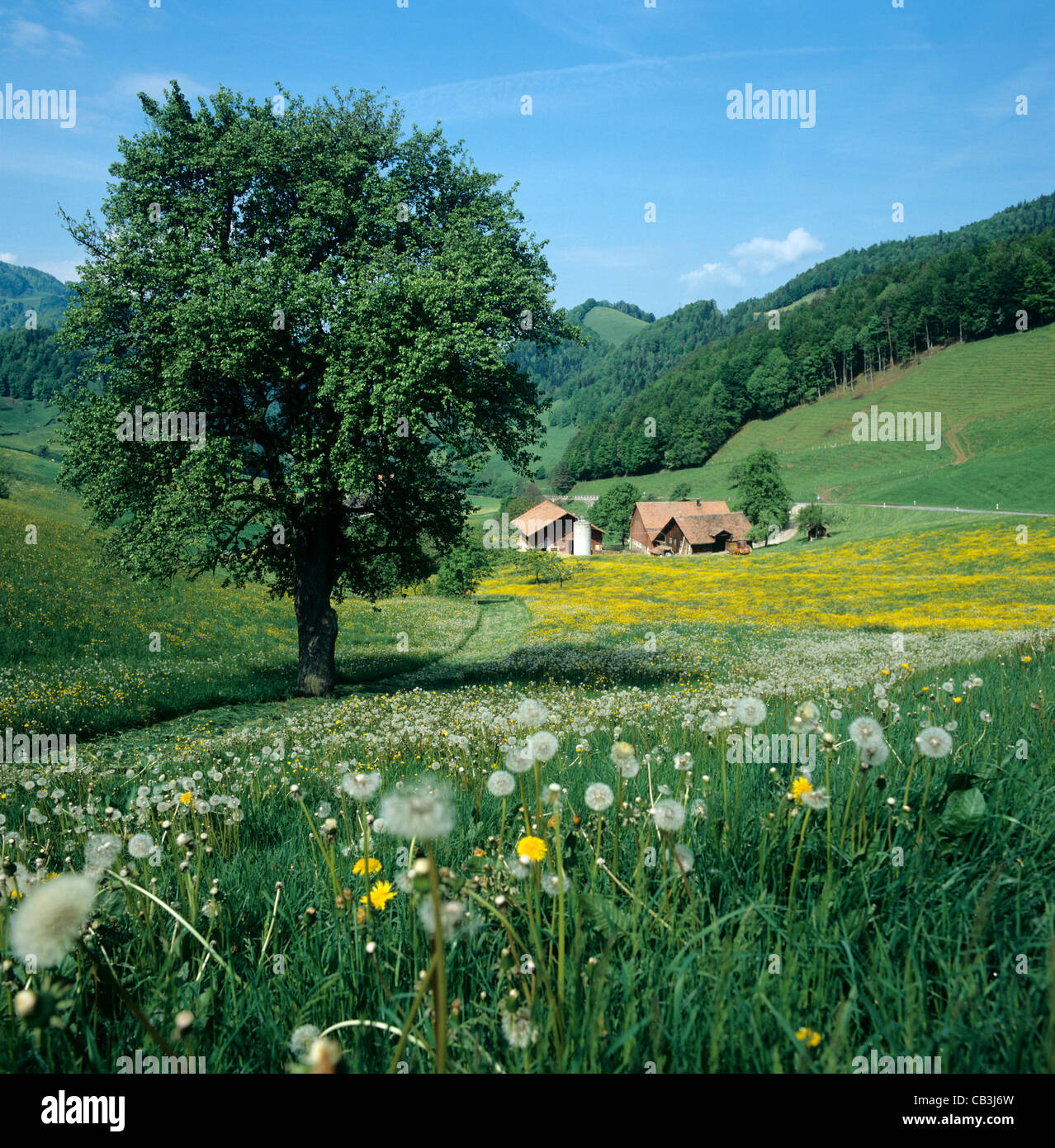 Low lying Alpine farmland and spring flowers and seeding dandelions, Switzerland Stock Photo
