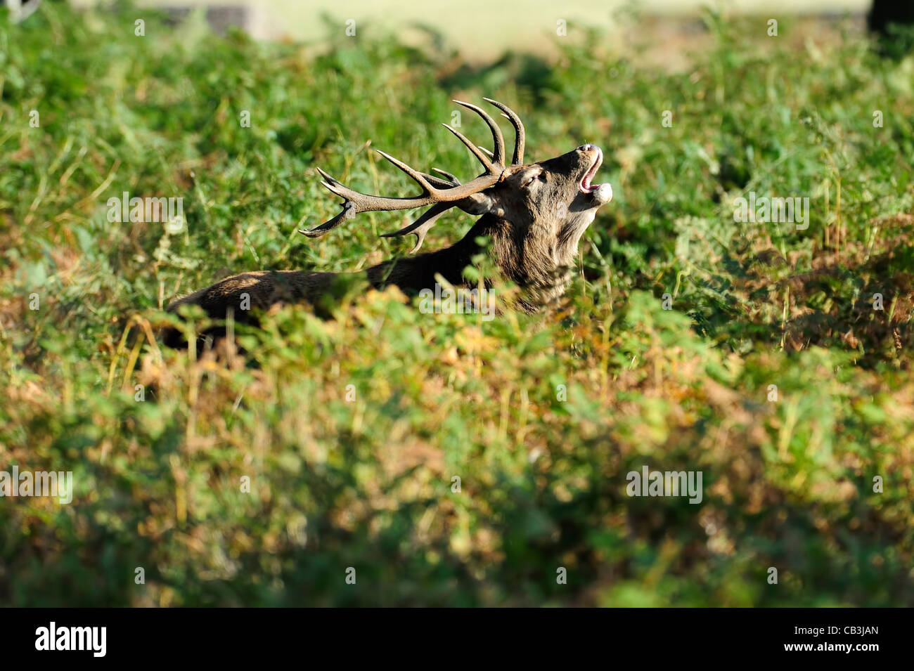 red deer stag bellowing during the rut Stock Photo