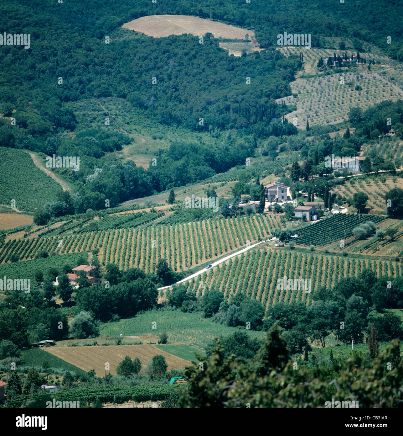 Vineyards and olive groves in Tuscany farmland, Italy Stock Photo