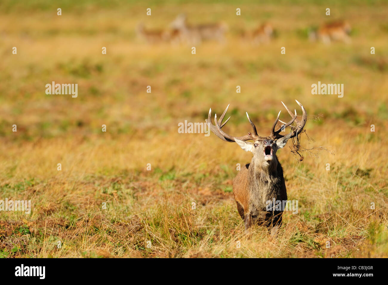 Bellowing red stag male during the rut Stock Photo