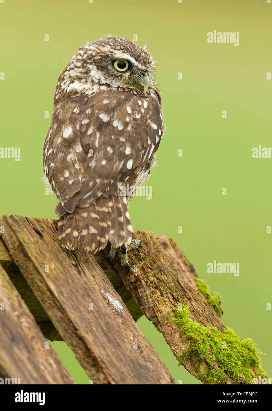 Little Owl ( Athene noctua ) Stock Photo