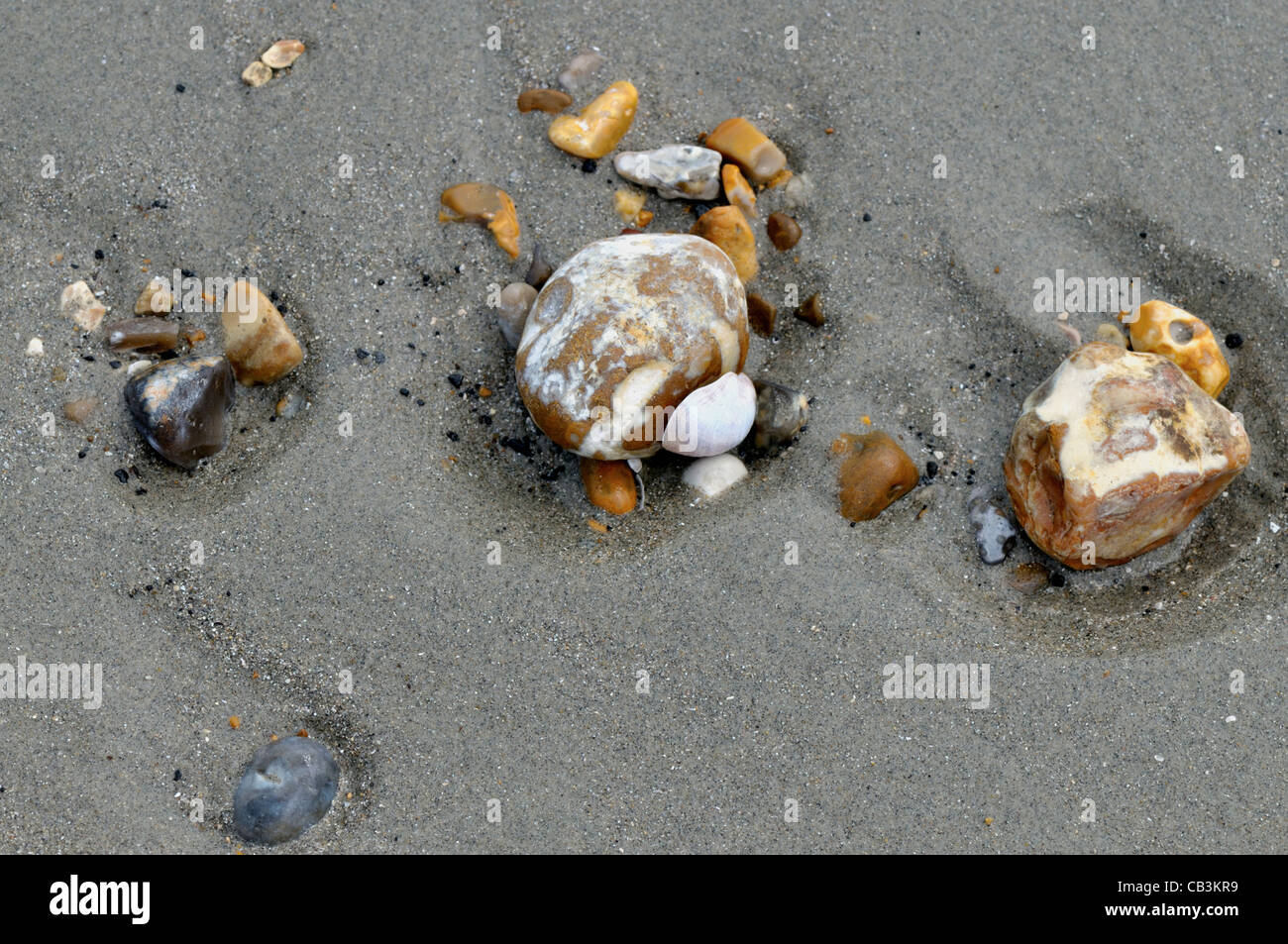Stones and shells at low tide at Bracklesham Bay beach in UK England