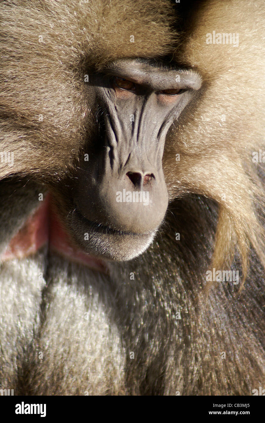 Peru, Chiclayo, Witchcraft, Shaman market. Spider monkey Stock Photo - Alamy