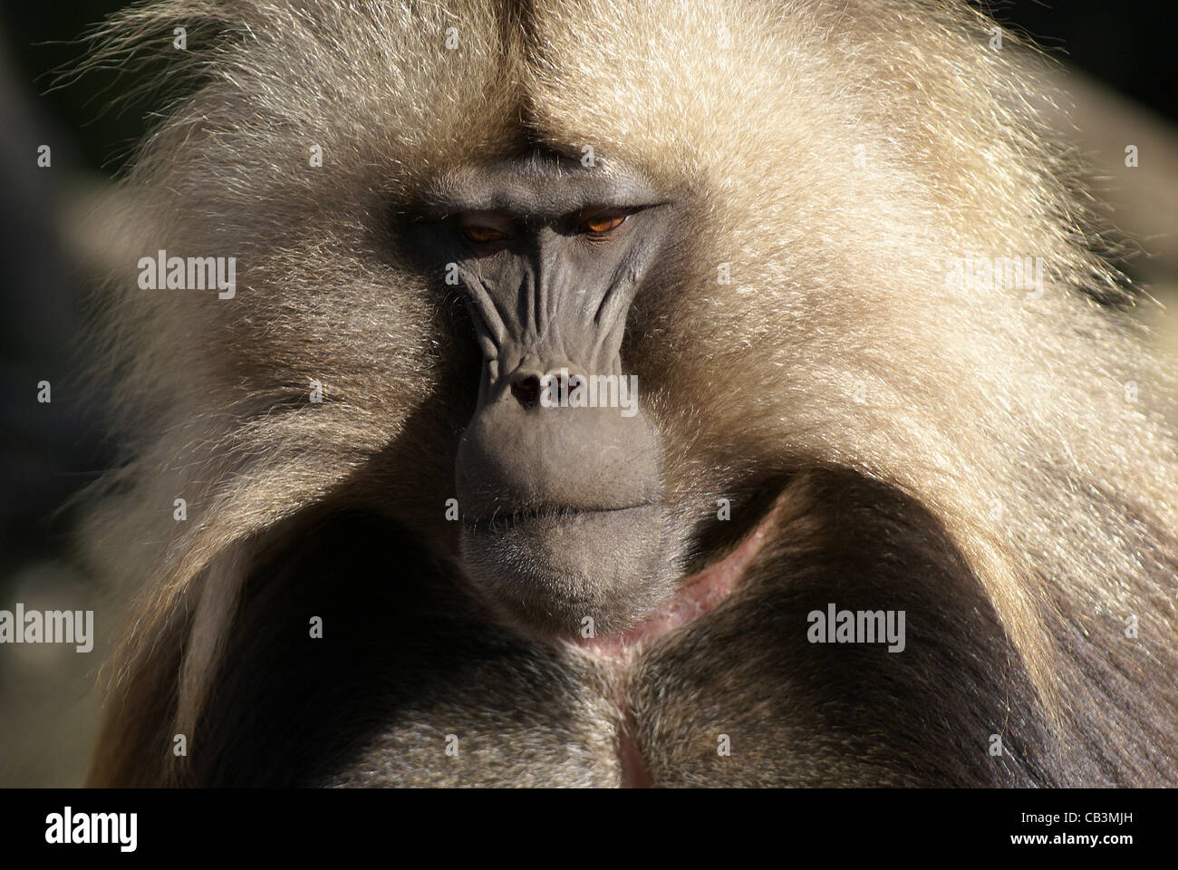 Africa, Ethiopia, Simien mountains, male Gelada monkey Theropithecus gelada Stock Photo