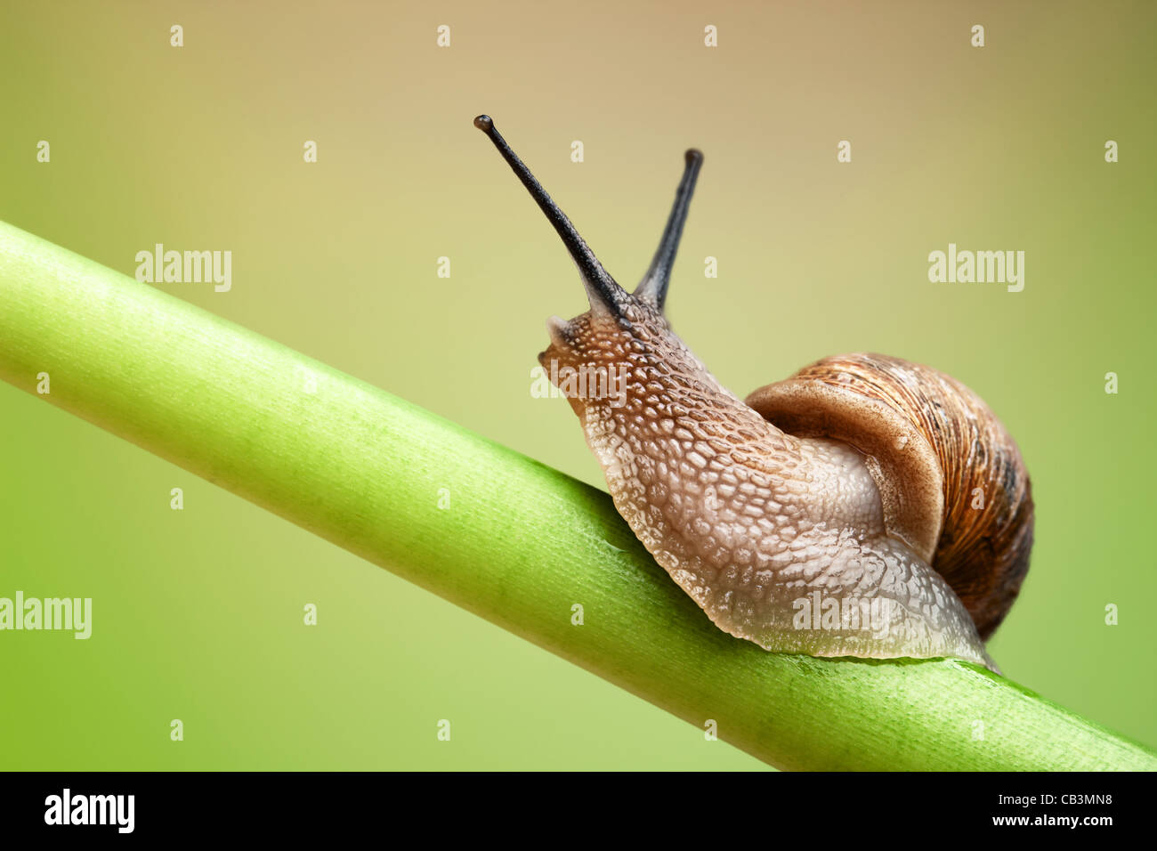 Common garden snail crawling on green stem of plant Stock Photo