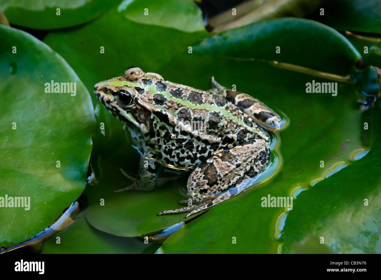 European green toad (Bufo viridis or Pseudepidalea virdis) on water lily leaf Stock Photo