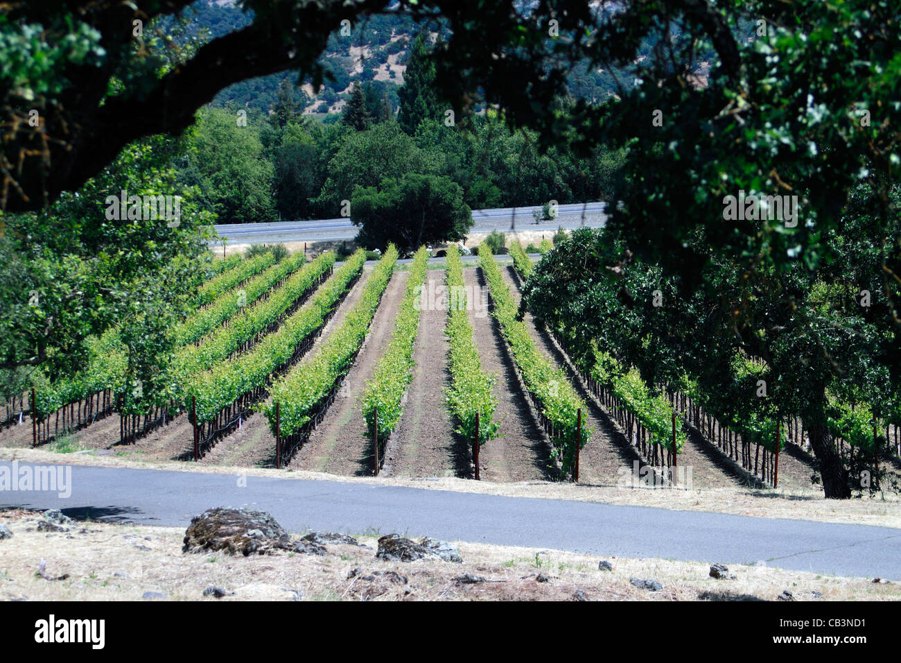 Nappa Valley and the Domaine Chandon Vineyard Vitis vinifera (Common Grape Vine) Stock Photo