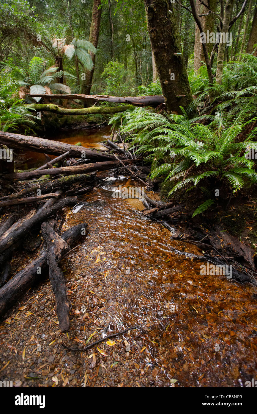 River through temperate Rainforest, Peoples Park, Strahan, Tasmania, Australia Stock Photo