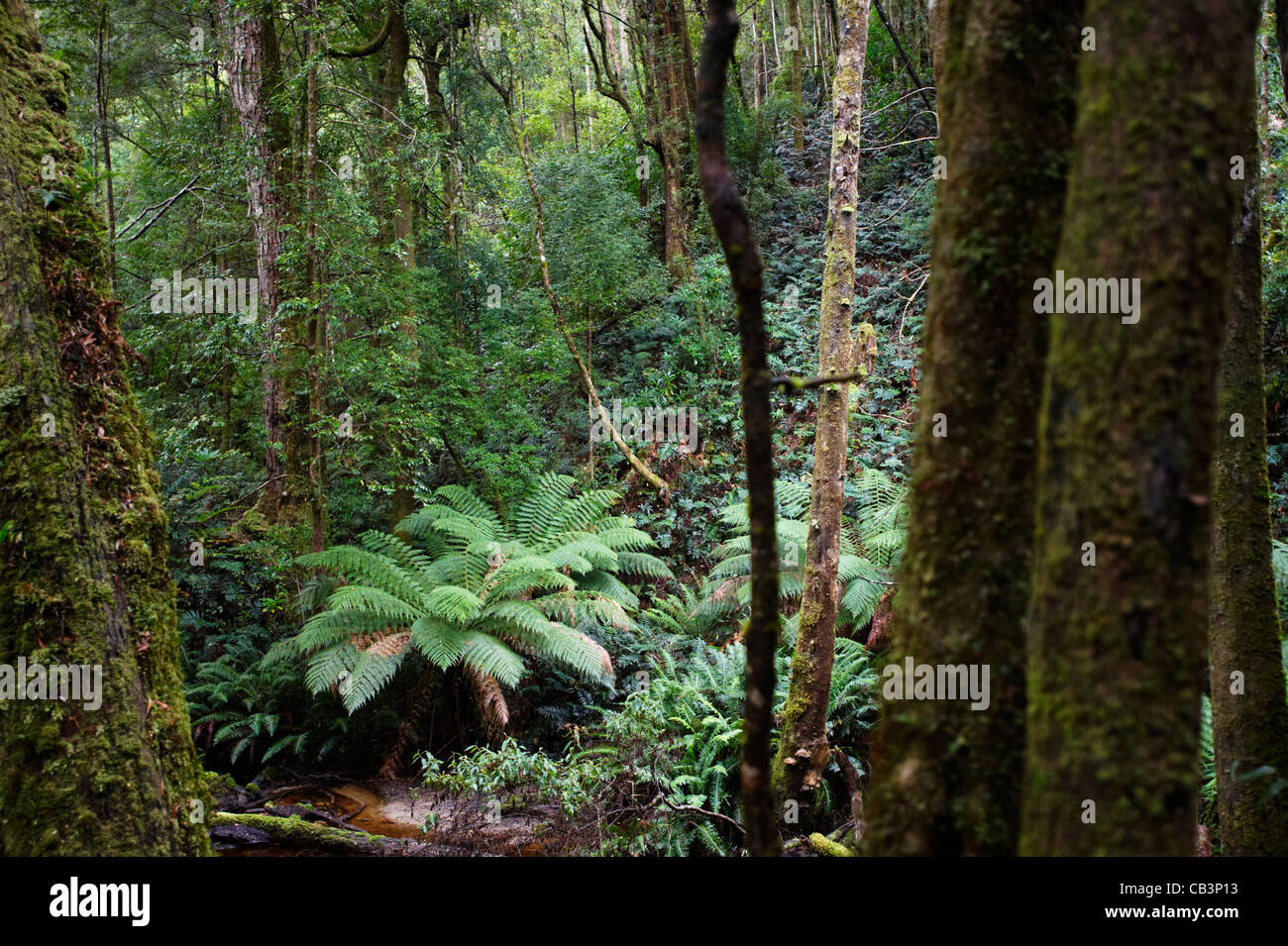 Tree fern in temperate rainforest, Peoples Park, Strahan, Tasmania, Australia Stock Photo