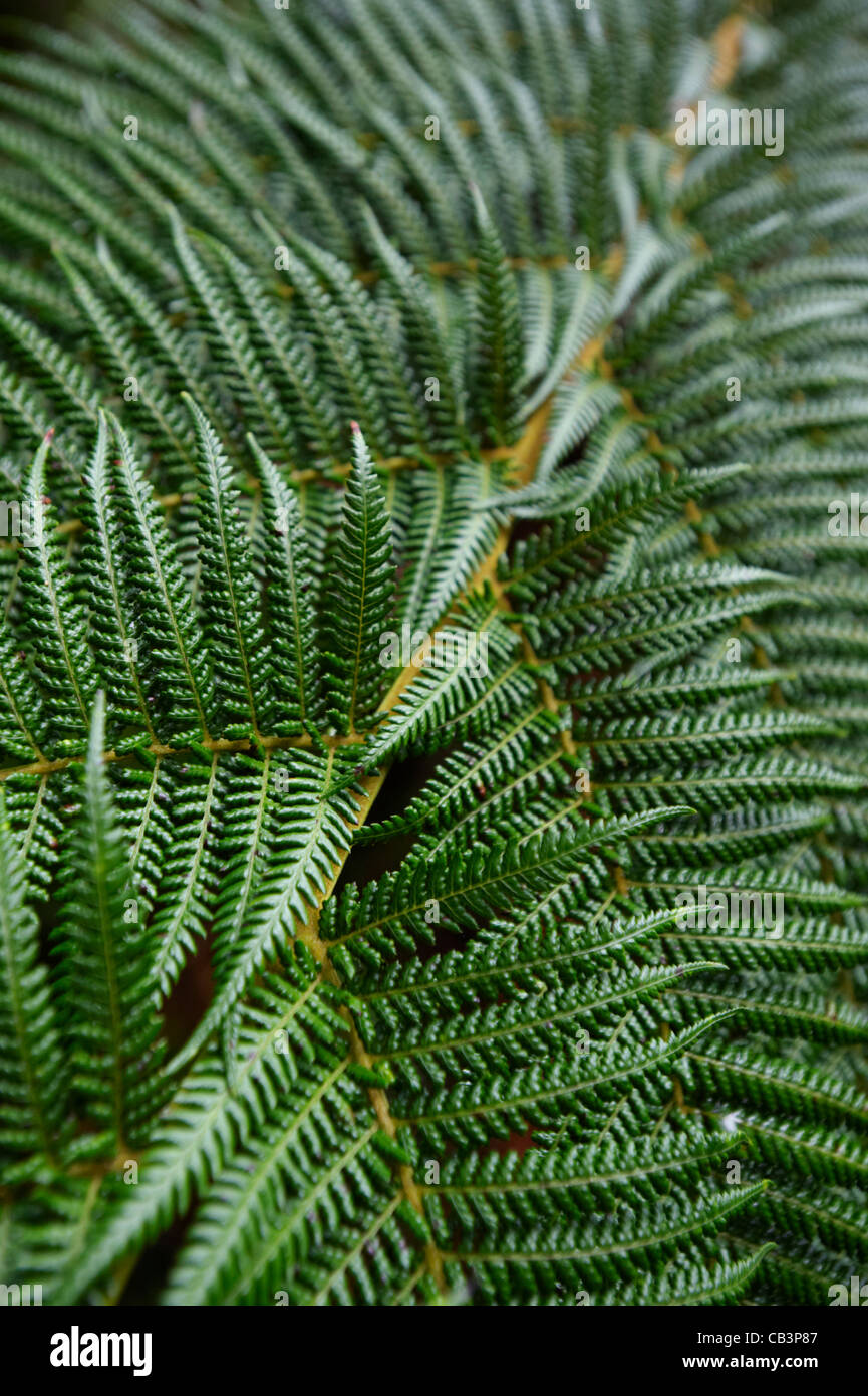 Closeup of fern frond, Tasmania, Australia Stock Photo Alamy