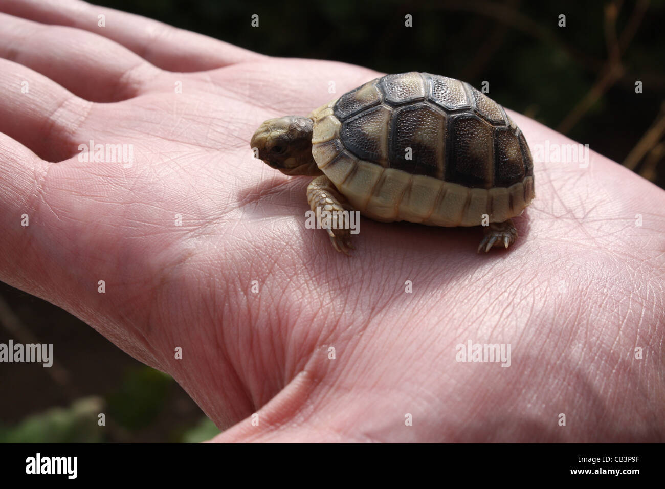 Small baby store tortoise
