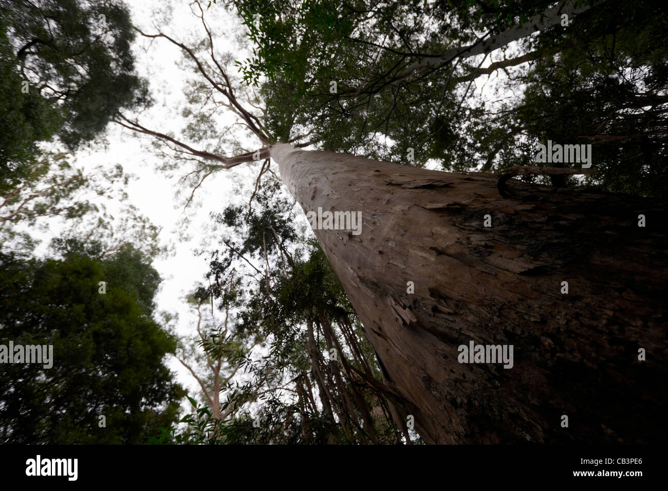 Looking into temperate rainforest canopy hires stock photography and