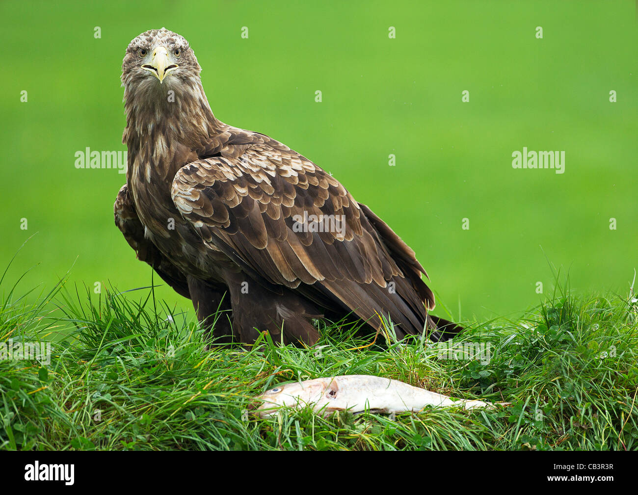 White-tailed Eagle (Haliaeetus albicilla) Stock Photo