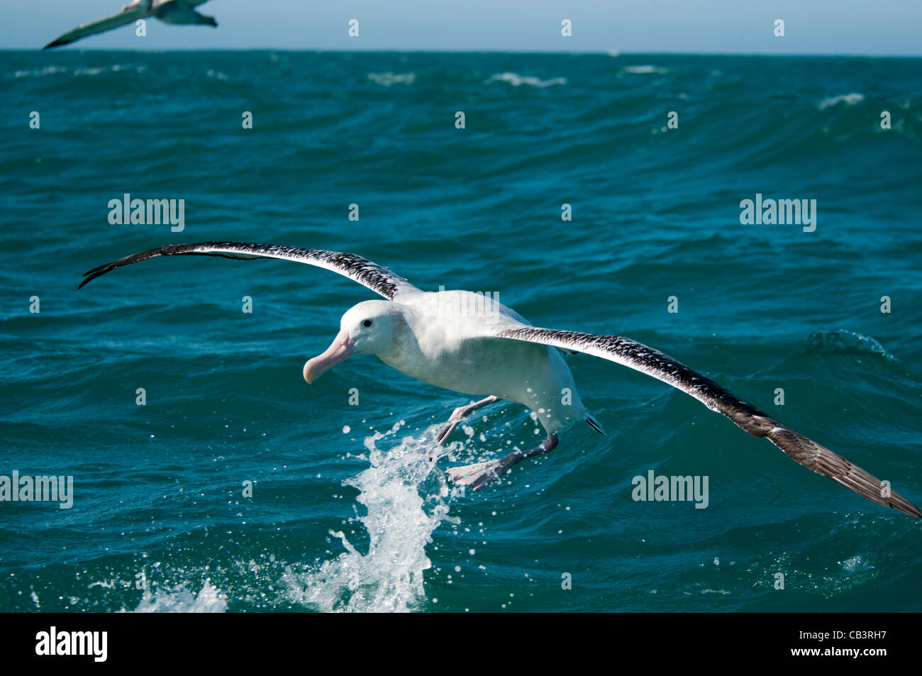 Wandering Albatros starting from the Pacific Ocean near the coast of Kaikoura in New Zealand.  Startender Wanderalbatros. Stock Photo