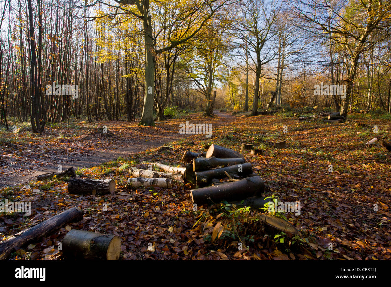 Glade clearance in hornbeambirch woodland, Great Wood; Plantlife