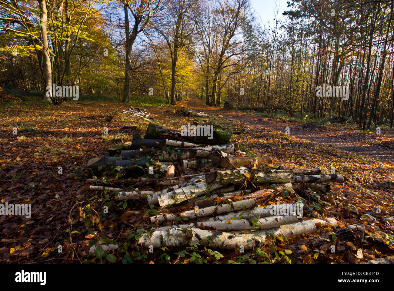Glade clearance in hornbeambirch woodland, Great Wood; Plantlife