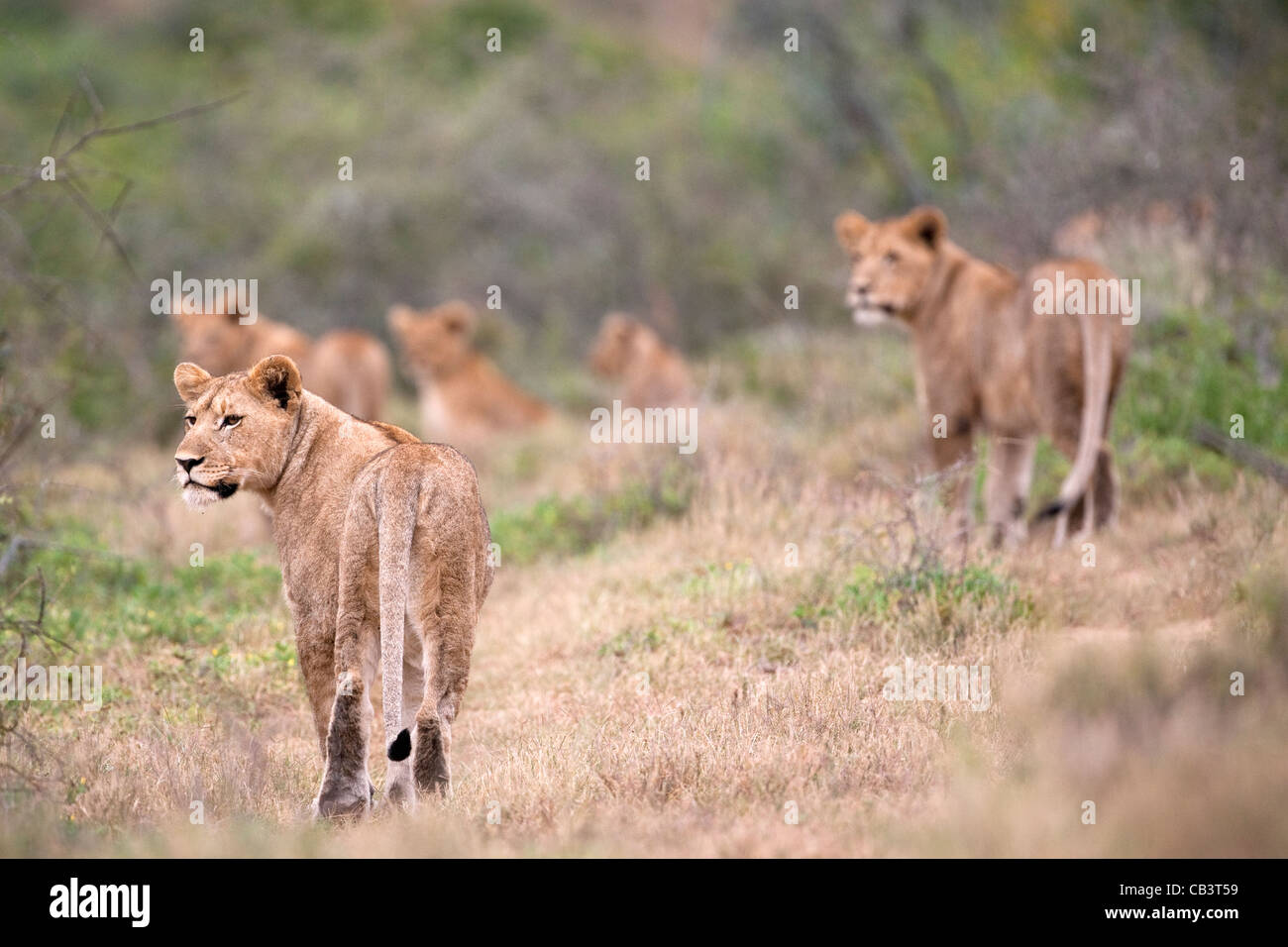 Lion pride, Panthera leo, hunting warthog, Kwandwe private reserve, Eastern Cape, South Africa Stock Photo