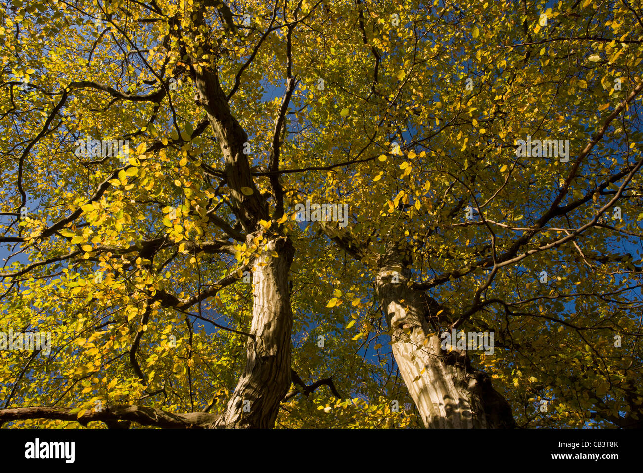 Old hornbeams (Carpinus betulus) in autumn in Great Wood, Plantlife Reserve at Ranscombe Farm, Kent. Stock Photo