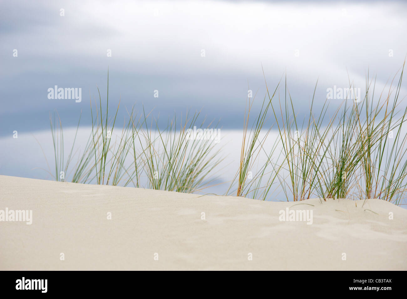 Grass and sand, Henty Dunes, West Coast, Tasmania, Australia Stock Photo