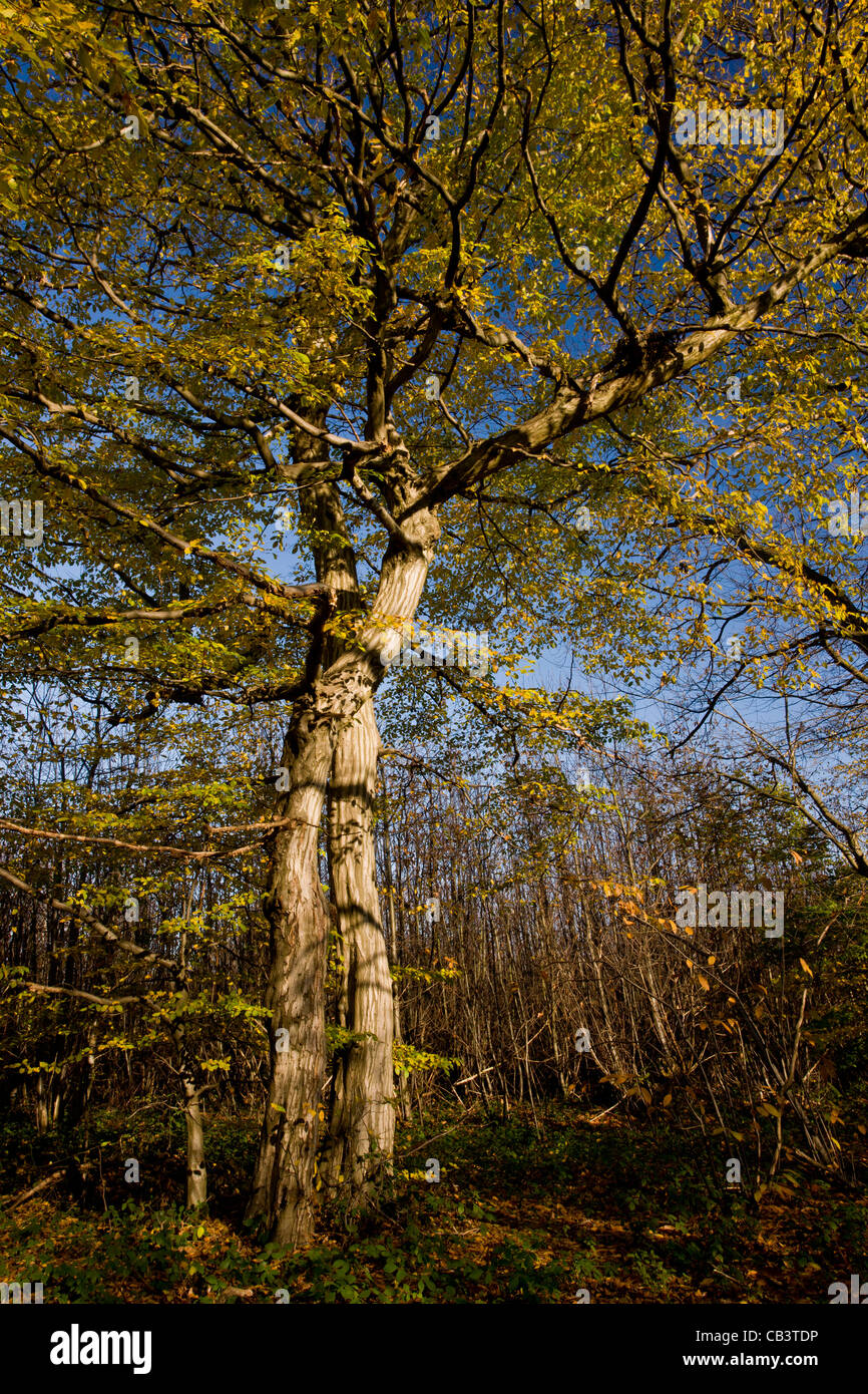 Old hornbeams (Carpinus betulus) in autumn in Great Wood, Plantlife Reserve at Ranscombe Farm, Kent. Stock Photo