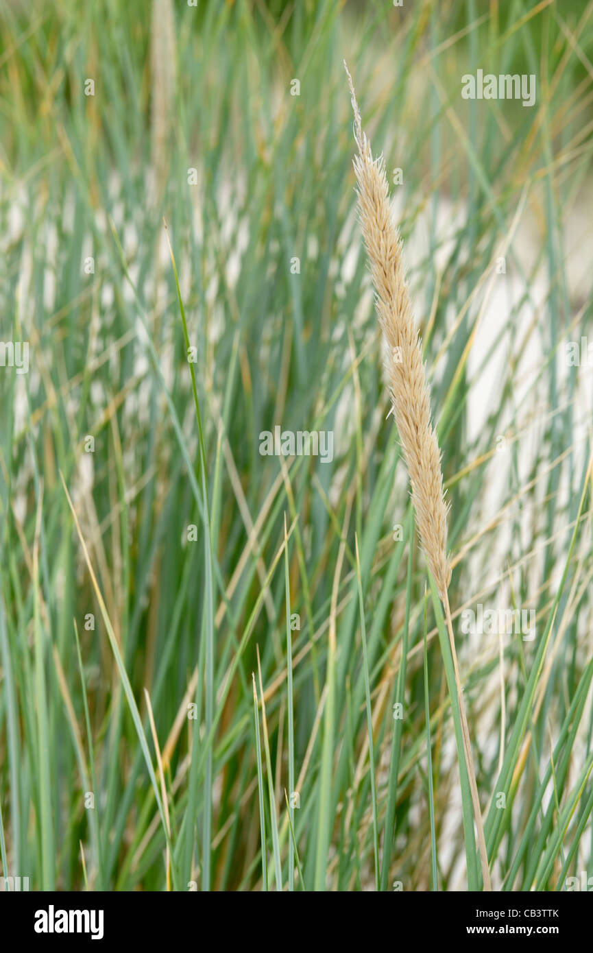 Marram Grass (Ammophila arenaria) at Henty Dunes, West Coast, Tasmania, Australia Stock Photo