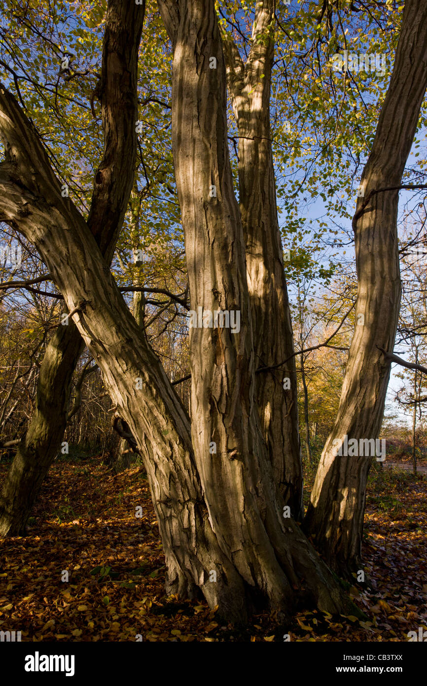 Coppiced trees in forest hi-res stock photography and images - Alamy